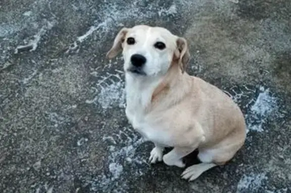 Найдена собака, Екатеринбург, фото: Найдена собака, Базовый пер., 20, Екатеринбург