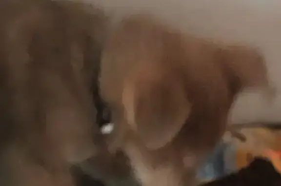 Найдена собака, Якутск, фото: Щенок найден: ул. Дзержинского, Якутск