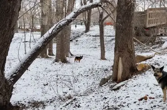 Найдена собака, Челябинск, фото: Собака найдена на Новороссийской, Челябинск
