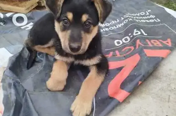 Найдена собака, Ессентуки, фото: Собака найдена у статуи на Боргустанском ш.