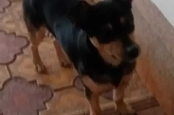 Пропала собака, ул. Павлюченко 16, Кущёвская