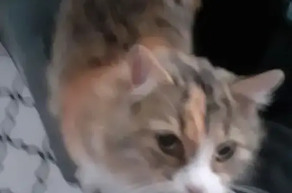 Найдена кошка, Старокучергановка, фото: Кошка найдена: ул. Ленина, 176Б, Старокучергановка