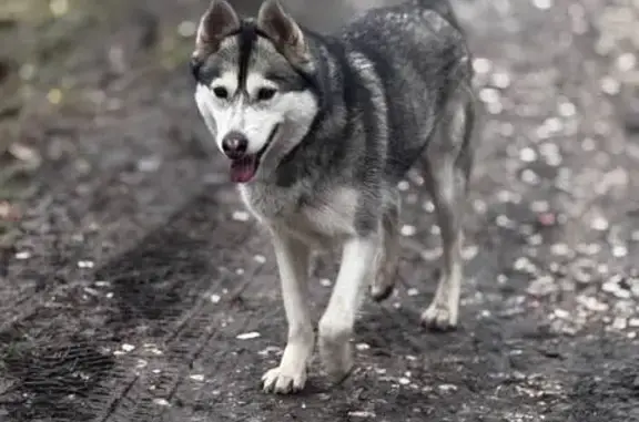 Найдена собака, Орловская область, фото: Найдена милая собака, Знаменка, Орловская обл.