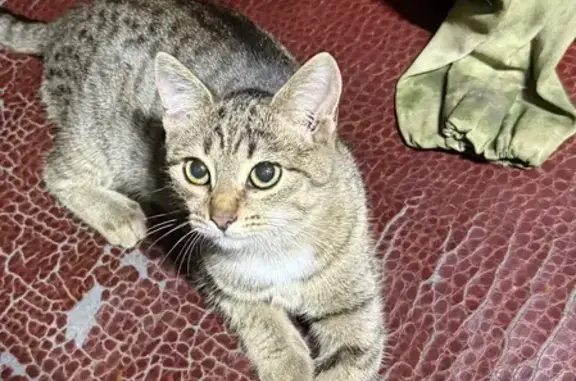 Пропала кошка Мася, ул. Жуковского, Казань