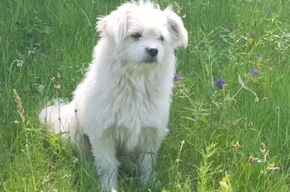 Пропала собака в Выгоничах, Брянская обл.