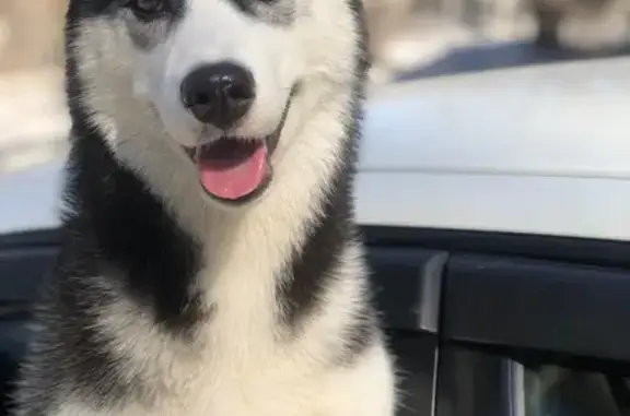 Пропала собака Кима, Троицк, Челябинск