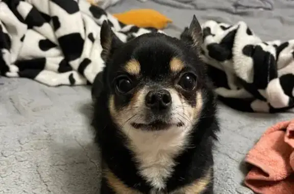 Найдена собака, Владимир, фото: Найдена собака, Перекопский городок, Владимир