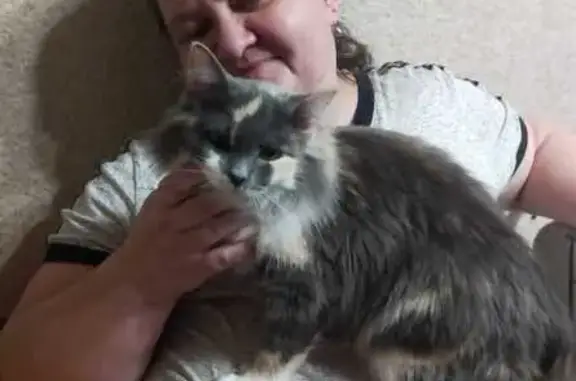 Кошки потеряшки, Бийск, фото: Потеряшка кошка, Бийск, ул. П. Мерлина, 21