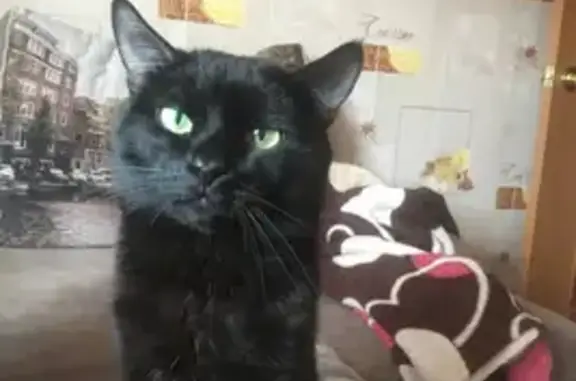 Кошки потеряшки, Ферма, фото: Потеряшка черная кошка, Некрасова 22, Ферма