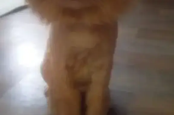 Потерялся кот 02.12 окрас рыжий стриженный, в районе ул. Сулимова-Менделеева-Июльская . Кот добрый но сейчас скорее всего напуган, откликается на имя Петя . Очень ждем любую информацию .