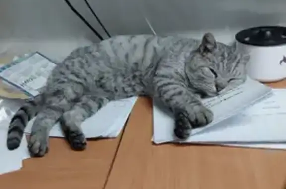 Кошка найдена: ул. Беринга, Томск