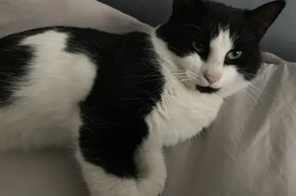 Найдена кошка, Краснодар, фото: Найдена кошка, ул. Генерала Шифрина, 1