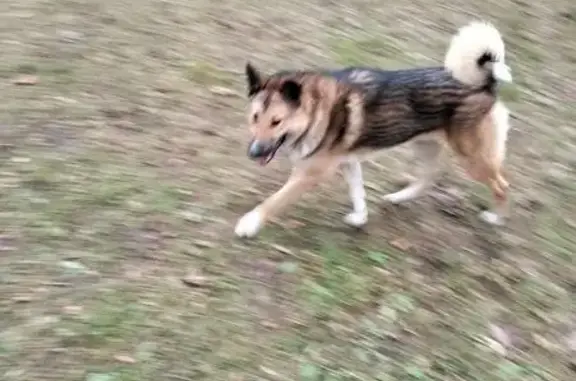 Объявления о пропавших и найденных животных, Москва, фото: Собака найдена: Дальний переулок, Москва