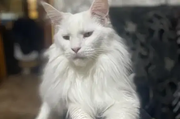 Кошки потеряшки, Сызрань, фото: Потеряшка мейн-кун, ул. Желябова, 7Б, Сызрань