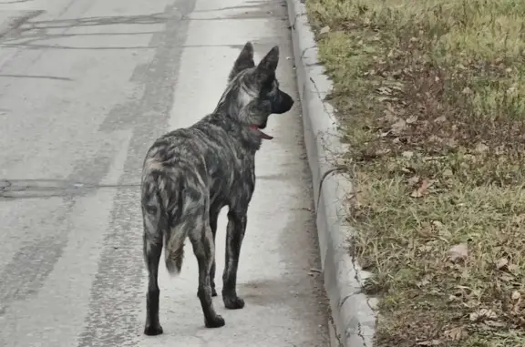 Найдена собака, Липецк, фото: Собака найдена: ул. 50 лет НЛМК, 31Б