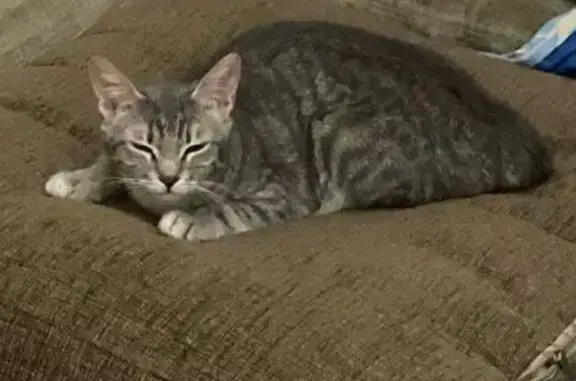 Пропала кошка, ул. Щорса 2, Петрозаводск