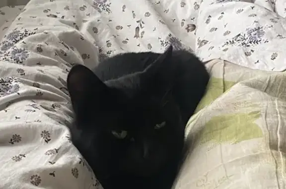 Кошки потеряшки, Сызрань, фото: Потеряшка черный кот, ул. Скворцова 1, Сызрань