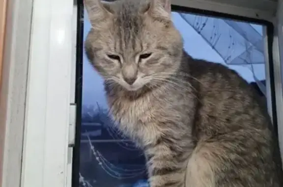 Кошки потеряшки, Златоуст, фото: Потеряшка кошка, 5-я Нижне-Вокзальная, 81