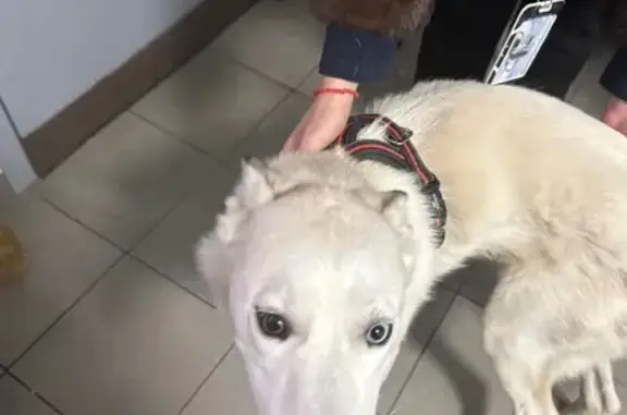 Найдена собака, Москва, фото: Найдена собака, Профсоюзная ул. 125 к1