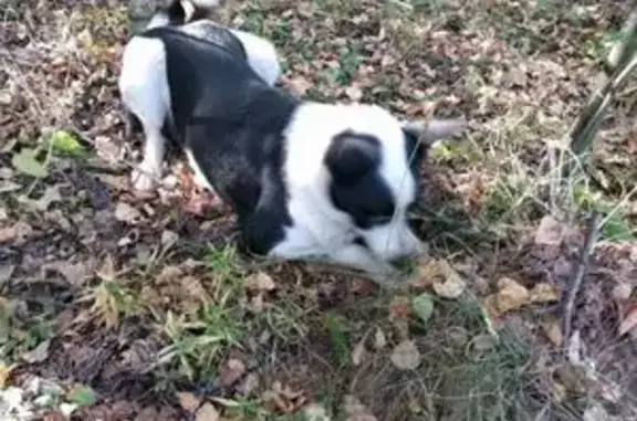 Собака Лайка найдена в Озёрном, Татарстан