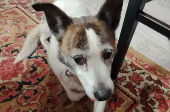 Найдена собака, , фото: Собака найдена: Судостроительная 52А, Заозерье