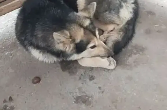 Найдена собака, Тула, фото: Найдена собака на ул. Оборонная, Тула