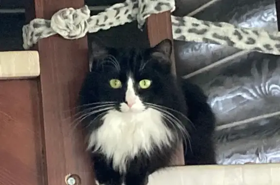 Пропала кошка, Барсуки, Тульская обл.