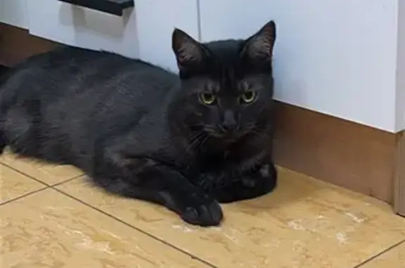 Пропала кошка, Вокзальное шоссе 18