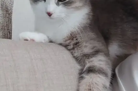 Кошки потеряшки, Парголово, фото: Потеряшка кошка, Заречная ул., 45 к2, Парголово