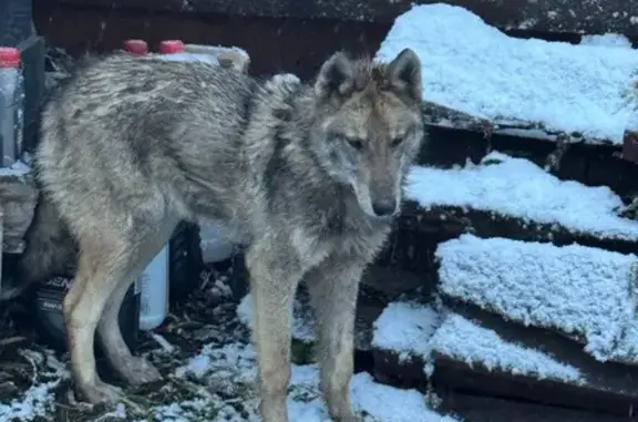 Собака найдена в Бирюлинском, Алтай