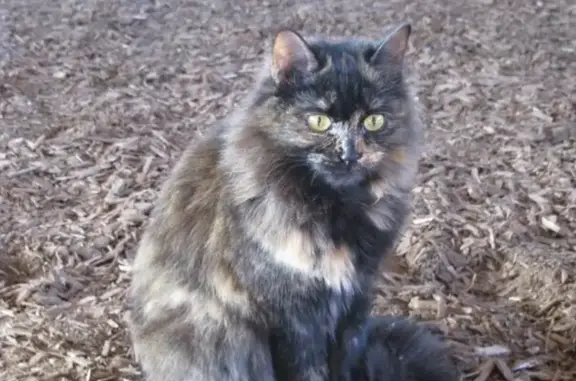 Пропала кошка, Ферма, Тупиковая 7