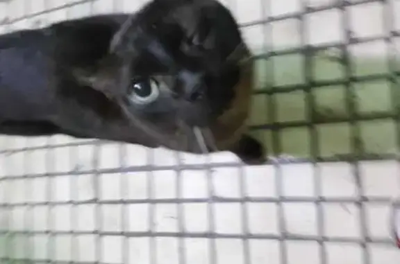 Найдена кошка, Московская область, фото: Кошка найдена в Химках, МО