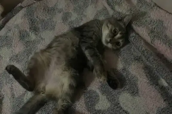 Пропала кошка, ул. Жуковского 1, Щёлково