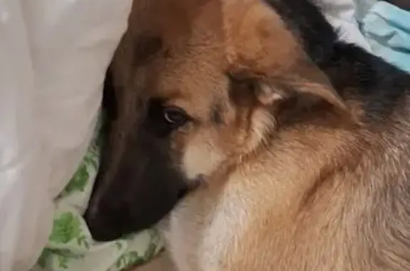 Щенок овчарки найден: Центральная, 24, Зареченский