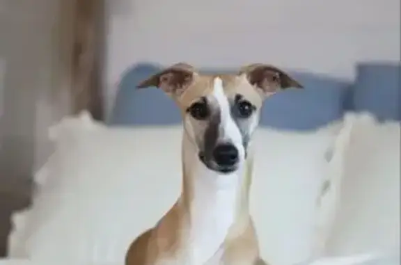 Пропала собака, ул. Маяковского, 28