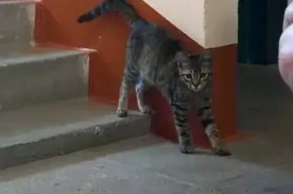 Найдена кошка, Тюмень, фото: Найдена кошка, ул. 30 лет Победы, 146 к1