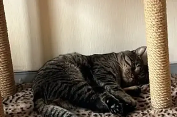 Пропала кошка, Чусовская ул., 7, Москва