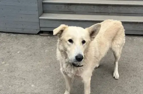 Найдена собака, Самарская область, фото: Собака у кафе 