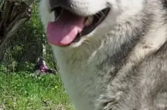 Пропала собака, Пестова 28, Пятигорск