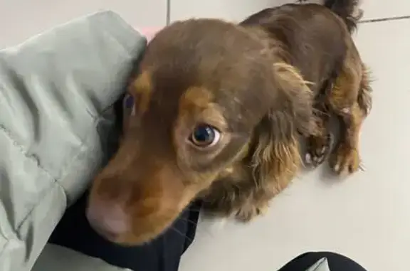 Собака найдена: ул. Белинского, 15А, Томск