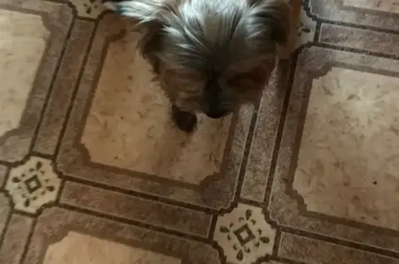 Йорк найден на Болейко, 4Б, Челябинск