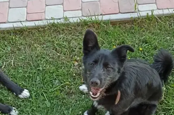 Пропала собака, Южная ул. 9, Гришкино