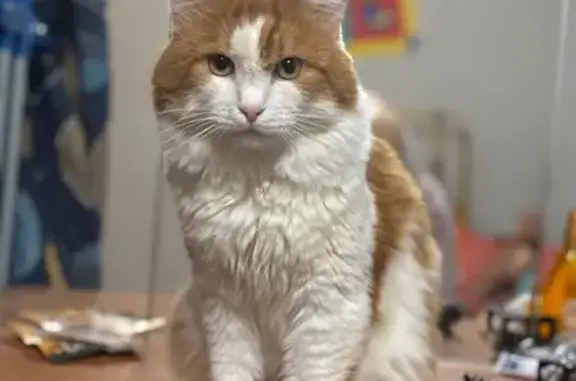 Кошки потеряшки, Началово, фото: Потеряшка кошка, Началово, 15 к2