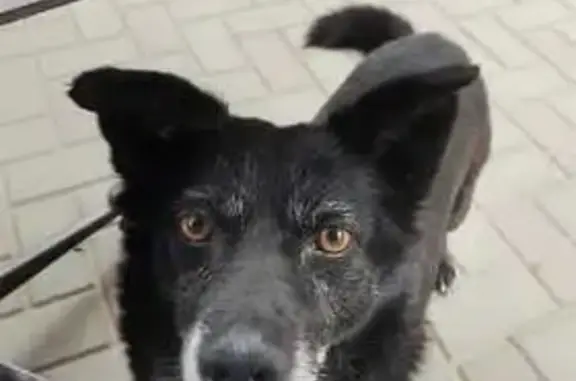 Пропала собака, Мариупольское шоссе, 28