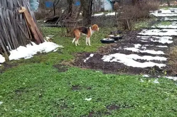 Собака найдена в Новом Некоузе, ЯО - photo