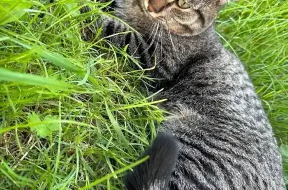 Кошки потеряшки, Карпинск, фото: Потеряшка кошка, Некрасова 33, Карпинск