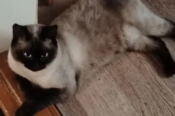 Пропала сиамская кошка, ул. Красноармейская, 42