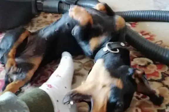 Пропала собака, Затонская 4, Красноярск