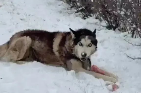 Найдена собака, Челябинск, фото: Найден хаски, Северная ул., Челябинск