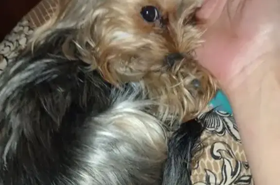 Пропала собака, Пролетарская 57, Новокузнецк